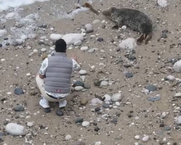 man filmed throwing stones at seal on beach 