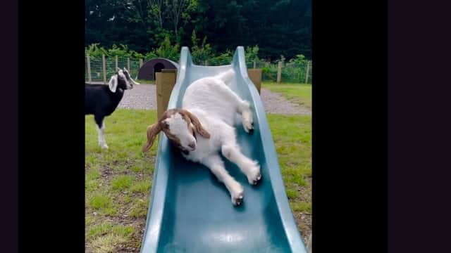 Goats play on a slide at Manorafon Farm Park