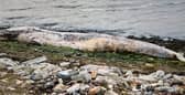 A dead 12ft whale was washed up on the banks of a British river last week.
