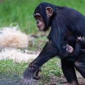 The newborn western chimpanzee, one of the world’s most endangered subspecies of chimpanzee, has already been embraced by his older sister, Chester Zoo revealed