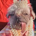 Peggy the pug, from East Yorkshire, has been named UK’s ugliest dog.