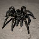 Arachnaphobes can face their fears with London Zoo’s Friendly Spider Programme