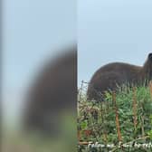 Wallaby spotted by locals in Devon 