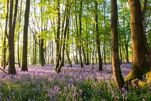 Bluebells (Hyacinthoides non-scripta) in beech woods at dawn, Sussex, England