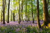 Bluebells (Hyacinthoides non-scripta) in beech woods at dawn, Sussex, England
