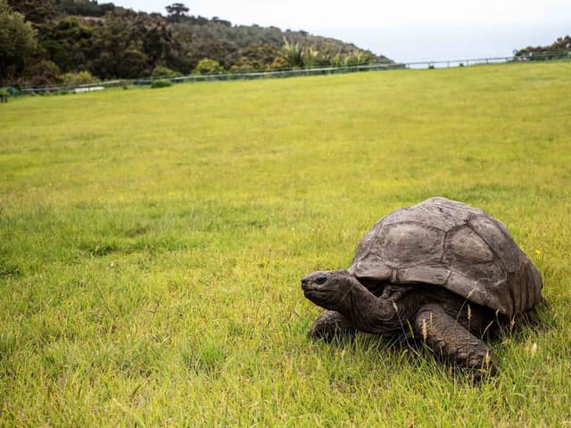 Jonathan, a Seychelles giant tortoise (photo: Getty Images)