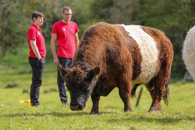 Belted Galloways, also known more affectionately as “Belties”, are masters at grazing steep slopes and at devouring grasses most other animals would find less appetising. 