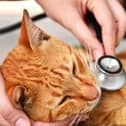 Pancytopenia is a rare bone marrow condition which can cause serious illness in felines (Photo: Shutterstock)