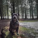 Top 20 abandoned breeds: List of dogs most dumped as 50,000 ditched in last three years 