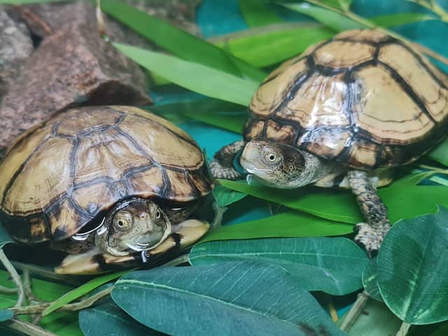 Endangered turtles stolen from UK zoo in ‘concerning’ and ‘targeted theft’ 