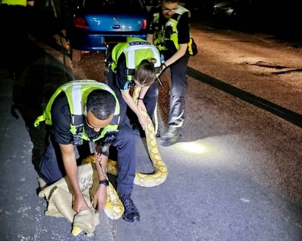 Cops received a call from a member of the public that a 12 foot yellow python was slithering on Harwood Street, West Bromwich.  