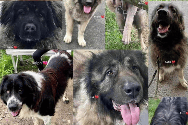 A screengrab of some of the 11 dogs campaigners believe the council had euthanised (Lost Souls/Facebook)