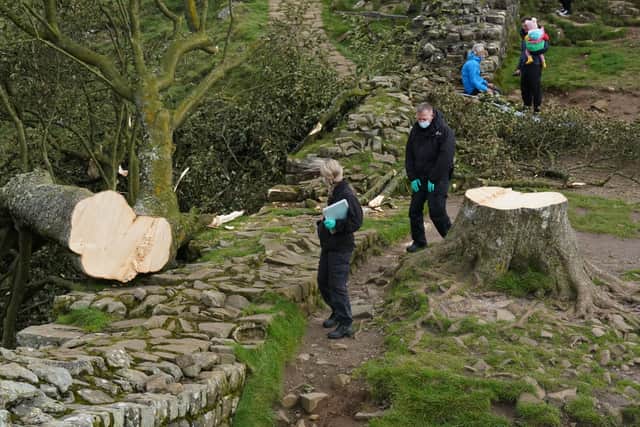 Forensic investigators from Northumbria Police examining the felled Sycamore Gap tree (Photo: Owen Humphreys/PA Wire)