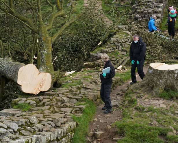 Forensic investigators from Northumbria Police examining the felled Sycamore Gap tree (Photo: Owen Humphreys/PA Wire) 
