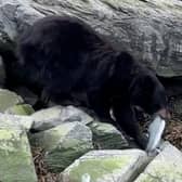 The  bear calmly stole a fresh-caught salmon, as the fisherman who caught it could only watch on in disbelief. (Photo: Collab/SWNS)