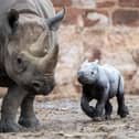 Conservationists at Chester Zoo are overjoyed after the birth of one of the world's rarest mammals, a critically endangered eastern black rhino. The female calf was safely delivered onto a bed of soft sand by new mum Zuri on Sunday 12 November at 2.45pm, following a 15-month pregnancy. 