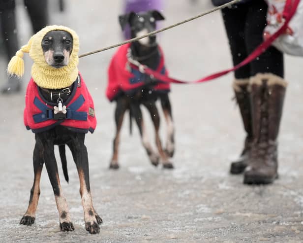When is it too cold to walk your dog? (Photo:  Christopher Furlong/Getty Images)