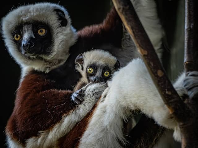The critically endangered dancing lemur born at Chester Zoo Picture: Chester Zoo / SWNS