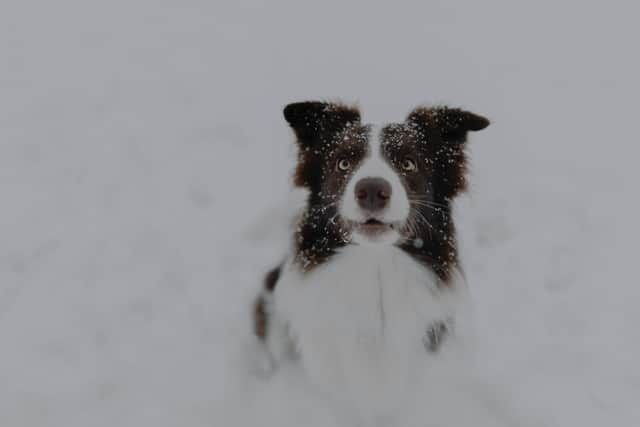 How to keep your dog safe during walks in the snow.