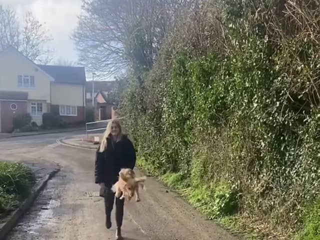 Cocker Spaniel Rupert jumping everytime he's on a walk. 