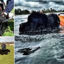 Adorable Newfoundland dogs during their water rescue training sessions.