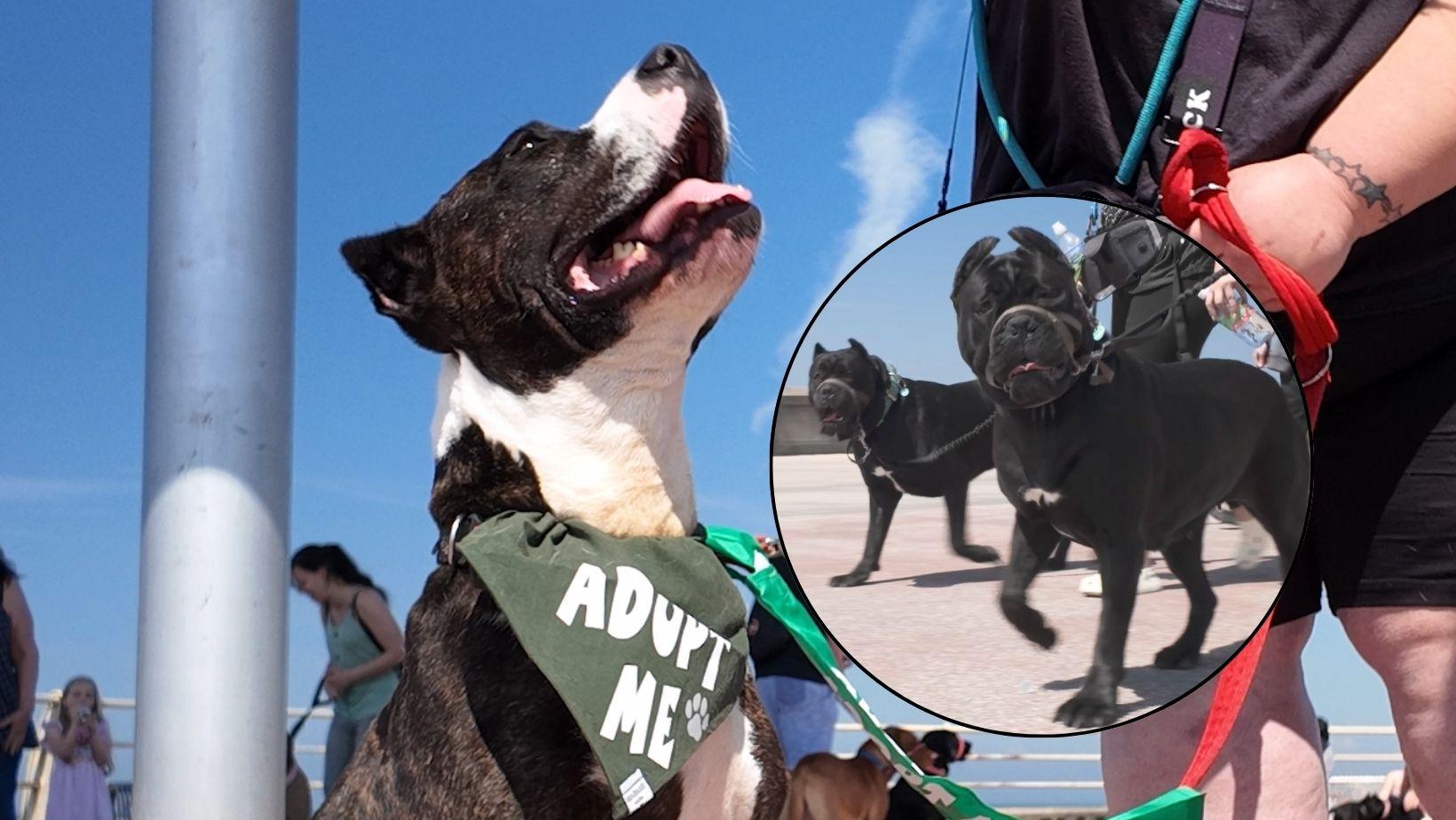 Ex-breeding dog looking for home joins Cane Corso walk to promote safety in 'New XL Bully' breed - Vimarsana News
