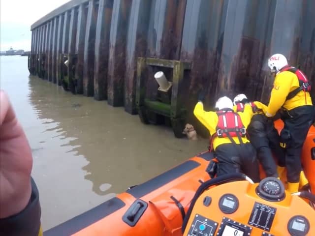 RNLI rescue dog after 14ft fall into river