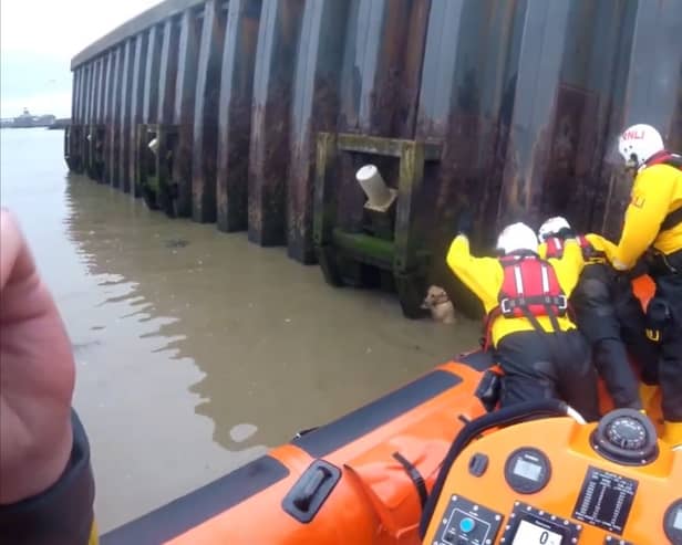 RNLI rescue dog after 14ft fall into river