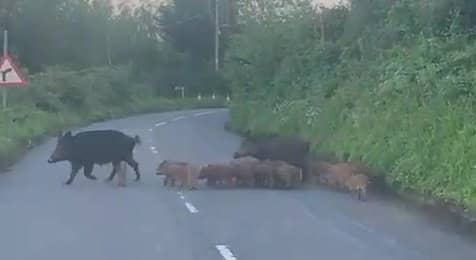 Two wild boars herd large group of piglets across road.