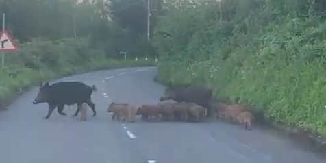 Two wild boars herd large group of piglets across road.