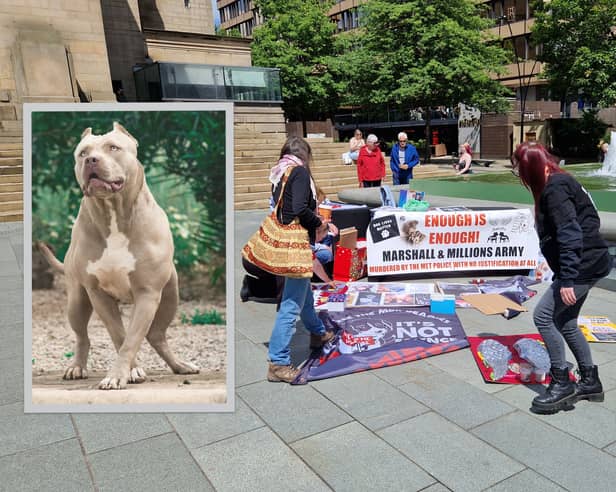 Campaigners against the banning of XL Bullies took to the streets of Sheffield. Inset: File picture of an XL Bully. Photo: AdobeStock / National World