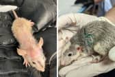112 pet rats have been rescued by the RSPCA from one ammonia soaked room at Lancashire property with no food or water 