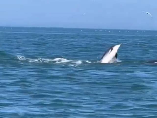 Dolphin pod filmed in the water near Bridlington. Credit: Steve Race Wildlife Photography 
