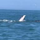Dolphin pod filmed in the water near Bridlington. Credit: Steve Race Wildlife Photography 