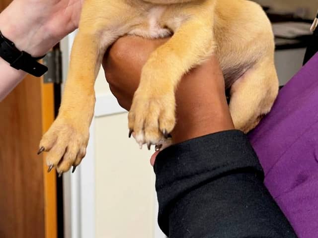 Clouds the puppy with a swollen face after being stung by a hornet. 