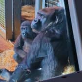 A viral TikTok video claiming to shows gorillas 'abandoned' at Bristol Zoo's former Clifton site has more than 800k views