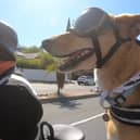Brody, the real life Gromit, who accompanies tourists on sidecar tours with owner Tim Clarke. 