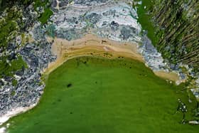 Toxic blue-green algae poses a life-threatening risk to dogs. (Photo: PONTUS LUNDAHL/TT News Agency/AFP via Getty Images)