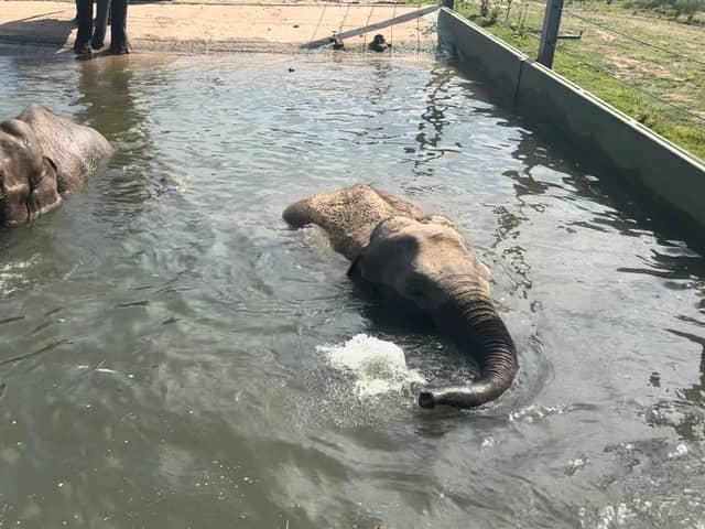 Blackpool Zoo has released adorable pictures of pregnant elephants Noorjahan and Esha at an aqua-natal class.
