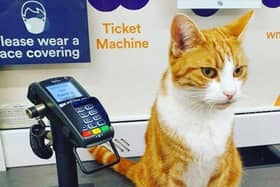  A cat that lives in a train station has become a social media superstar.