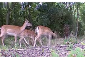 Caught on CCTV: Herd of deer trespass on railway line