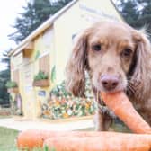 Plenty of cuddles, belly rubs and healthy treats are the top ways dog owners ensure the happiness of their furry companions.