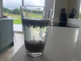 Tadpole Water after 2 hours