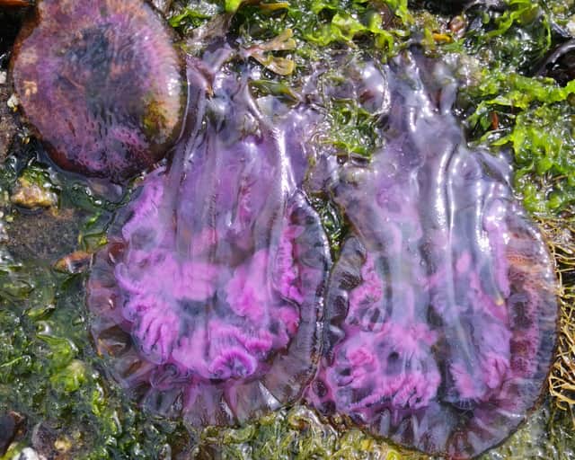 Hundreds of thousands of rare purple jellyfish have washed up on on a British beach.