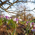 Dobbies garden centre closing stores across UK in bid to cut costs.