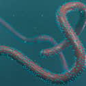 Rwanda declared an outbreak of the Marburg virus on September 27.