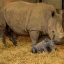 The male white rhino calf with mum Fahari at Whipsnade Zoo in Beds. 