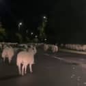  Hundreds of escaped sheep were pictured blocking a bypass in the early hours of the morning - after a country gate was left open. 