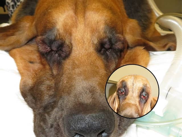 Six-year-old Luca the Bloodhound struggled to see - until he had a facelift!