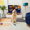 Sky announced Bonfire Night channel to calm dogs. Photo: Sky